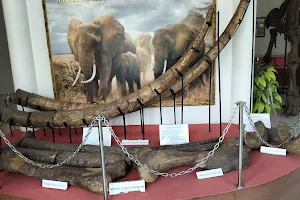 Patiayam Archaeological Museum image