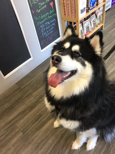 Pet Groomer «Sandy Paw Pet Spa & Boutique», reviews and photos, 44 Woodside Ave, Winthrop, MA 02152, USA