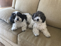 Muttley’s Playhouse - Photo 3 - Car repair in San Mateo, CA, Daly City