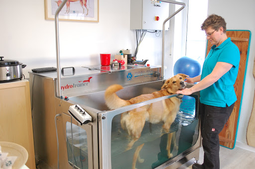 Mobilitas - Physiotherapie für Hunde & Katzen unter Georgsmarienhütte, 