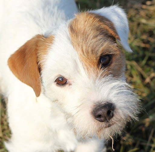 Amico Terrier's Allevamento Parson Russell Terrier