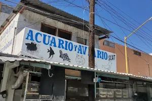 Acuario Scat image