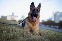 Wanna Go for a Walk RVA - Car repair in , Richmond - Rated 0.0/5