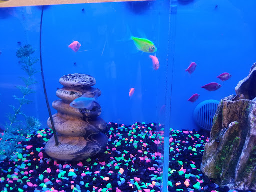 Pet Supply Store «PetSmart», reviews and photos, 3101 Market Center Drive, Morrisville, NC 27560, USA