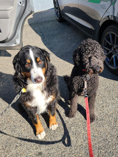 Pet Supply Store «PetSmart», reviews and photos, 1733 S Stapley Dr, Mesa, AZ 85204, USA