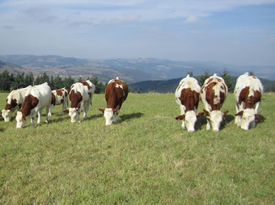 La Ferme du Brouilly à Affoux