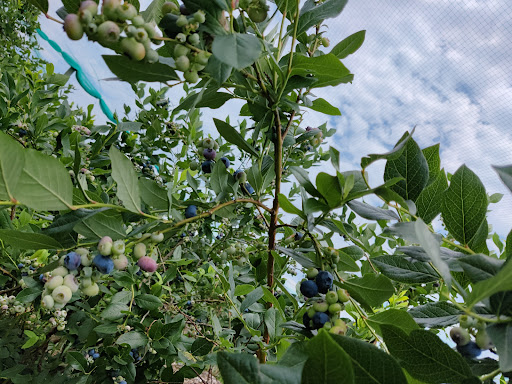 Farm «Alstede Farms», reviews and photos, 1 Alstede Farms Ln, Chester, NJ 07930, USA