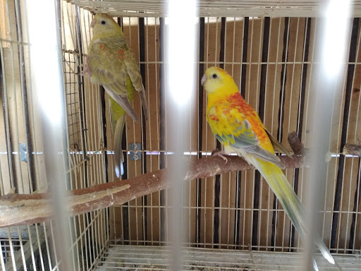 Pet Store «Inez Pet Shop», reviews and photos, 3825 Whittier Blvd, Los Angeles, CA 90023, USA