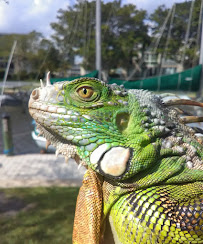 Xpert Removal - Photo 2 - Car repair in , Coral Springs