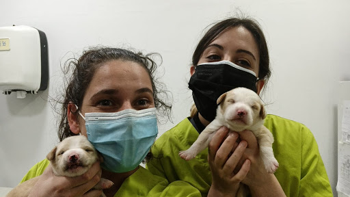 Centro Veterinario Los Delfines en Burgos