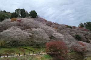 Senmi Shikizakura no Sato - Four Seasons Cherry Blossoms image