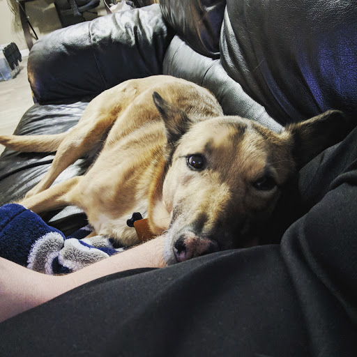 Pet Supply Store «Pet Supplies Plus», reviews and photos, 61 Irving Park Rd, Streamwood, IL 60107, USA