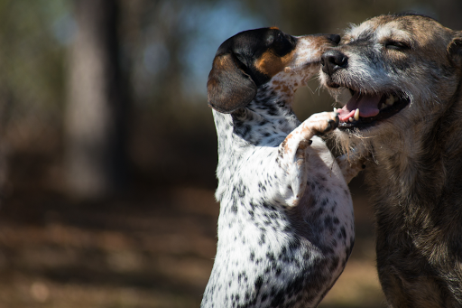 3924 Fernandina Rd, Columbia, SC 29210, USA