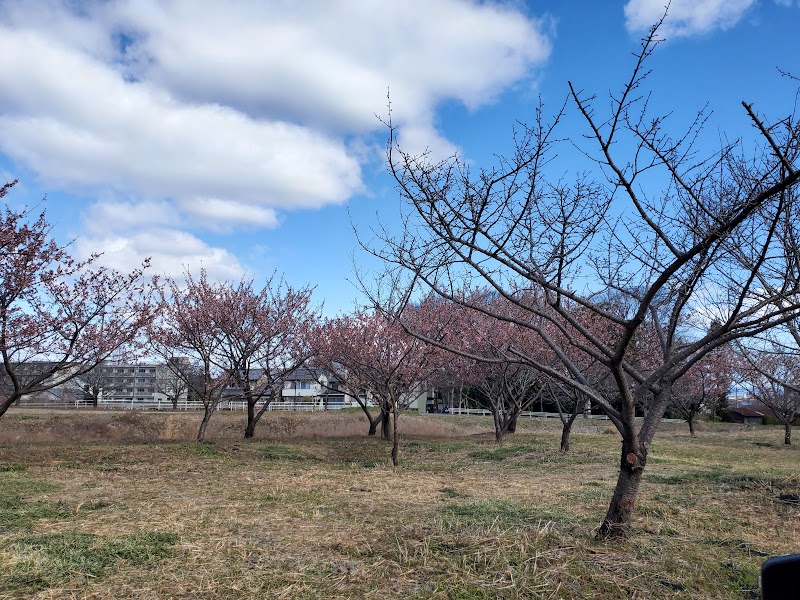 羽根谷の早咲き桜