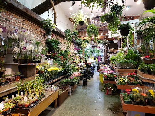 Dried flower shop Cambridge