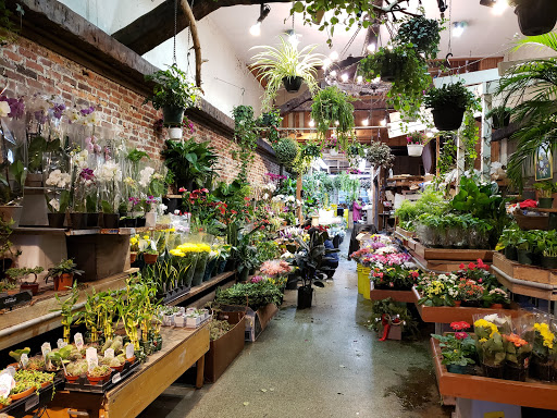Florist «Brattle Square Florist», reviews and photos, 31 Brattle St, Cambridge, MA 02138, USA