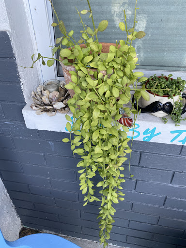 Florist «Thai-Rific Orchids Inc», reviews and photos, 5313 Gulfport Blvd S, Gulfport, FL 33707, USA