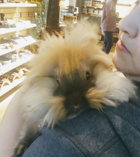 Pet Store «Critter Cabana», reviews and photos, 516 E 1st St, Newberg, OR 97132, USA