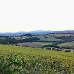 Photo n°3 de l'avis de Andy.a fait le 13/08/2022 à 22:03 sur le  Il Ruspantino à Senigallia