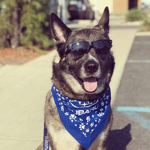 Subaru Dealer «Dunning Subaru», reviews and photos, 3771 Jackson Rd, Ann Arbor, MI 48103, USA