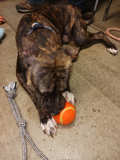 Richland County Dog Warden & Adoption Center