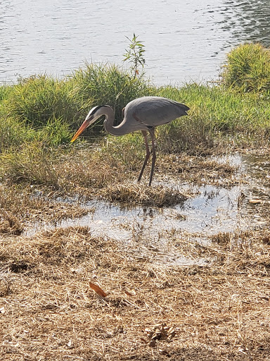 Country Club «Myerlee Country Club», reviews and photos, 1380 Myerlee Country Club Blvd, Fort Myers, FL 33919, USA