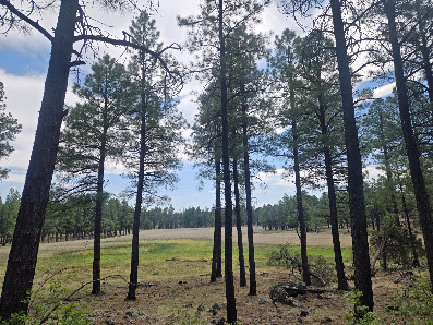 Country Club Trail #632 Sr 185, Pinetop, AZ 85935, Estados Unidos