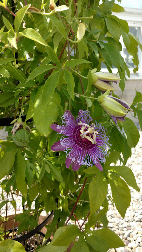 Park «Claremont Park», reviews and photos, Clay Ave & E. 170 St, Bronx, NY 10457, USA