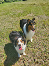 Dog Gone Rite, LLC - Photo 3 - Car repair in Knoxville, TN, Knoxville