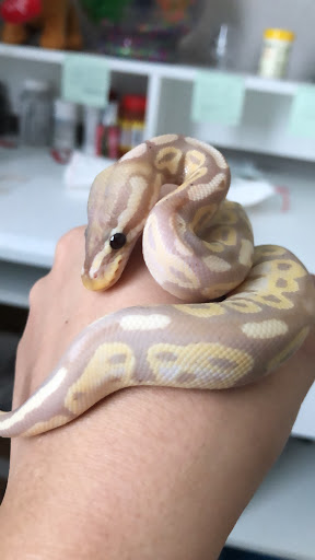 Reptile Store «CV Exotics», reviews and photos, 320 Sandown Rd, East Hampstead, NH 03826, USA