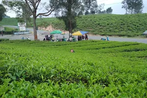 Tea Gardens Bah Butong Sidamanik image