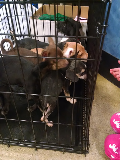 Pet Supply Store «PetSmart», reviews and photos, 2216 E Springs Dr, Madison, WI 53704, USA