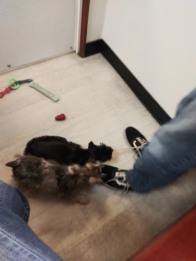 Pet Store «Petland Topeka», reviews and photos, 1801 SW Wanamaker Rd, Topeka, KS 66614, USA