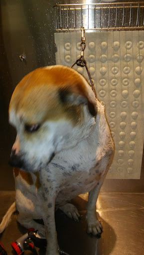 Pets «Pet Headquarters», reviews and photos, 2710 N Glassford Hill Rd, Prescott Valley, AZ 86314, USA