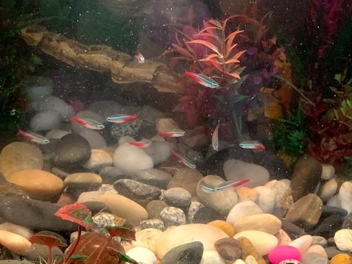 Pet Supply Store «PetSmart», reviews and photos, 170 Marketplace Blvd, Hamilton Township, NJ 08691, USA