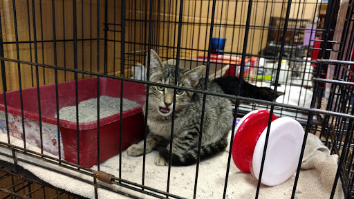 Pet Supply Store «PetSmart», reviews and photos, 4794 Jimmy Lee Smith Pkwy #108, Hiram, GA 30141, USA