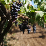 Photo n°6 de l'avis de Christian.r fait le 26/09/2019 à 23:20 sur le  Turismo Rurale Parco Statella à Randazzo