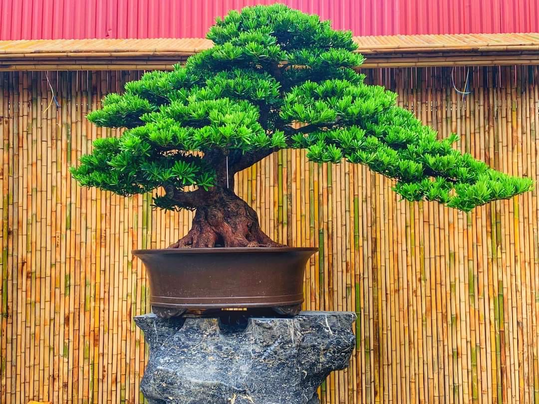 Vườn Bonsai Nhật Bản Neo Garden