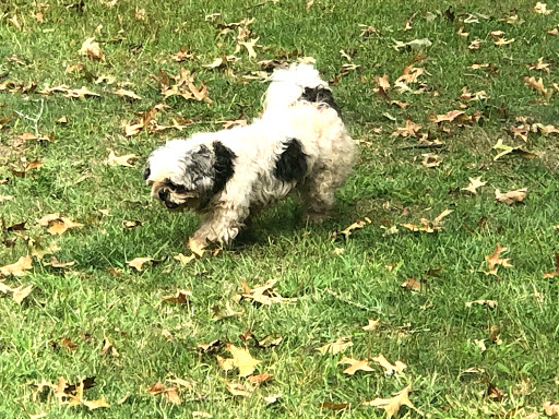 Pet Groomer «Pause 4 Paws Pet Grooming And Hotel», reviews and photos, 3770 W County Line Rd, Douglasville, GA 30135, USA