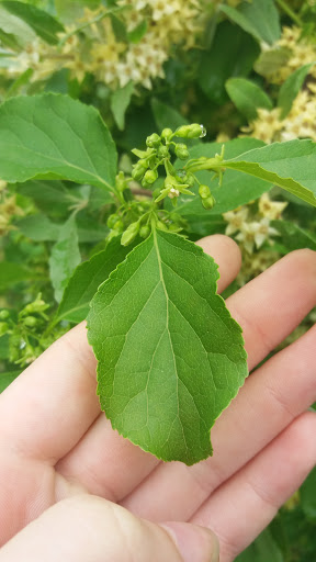 Park «Sweets Knoll State Park», reviews and photos, 1387 Somerset Ave, Dighton, MA 02715, USA