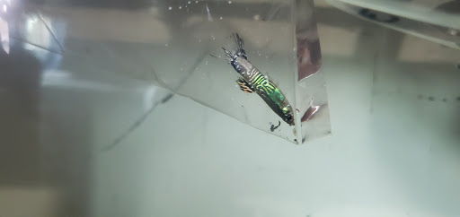 Pet Store «Salisbury Super Pet», reviews and photos, 329 Civic Ave, Salisbury, MD 21804, USA