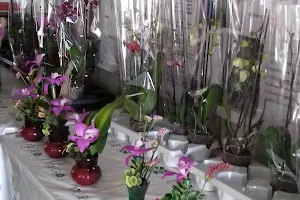 Orquídeas Belén image