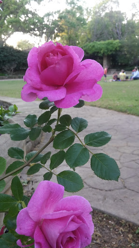 Botanical Garden «Botanical Gardens-Heritage Pk», reviews and photos, 411 Ball St, Grapevine, TX 76051, USA