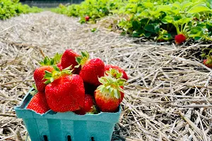 Sussex County Strawberry Farm image