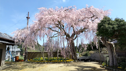 樫辻町児童遊園地公園＆女姫桜（おとひめざくら）