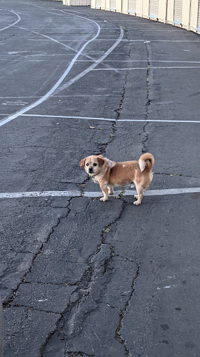 Drive-in Movie Theater «Rubidoux Drive-In Theatre and Swap Meet», reviews and photos, 3770 Opal St, Riverside, CA 92509, USA