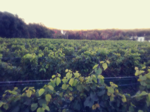 Winery «Nashoba Valley Winery», reviews and photos, 100 Wattaquadock Hill Rd, Bolton, MA 01740, USA