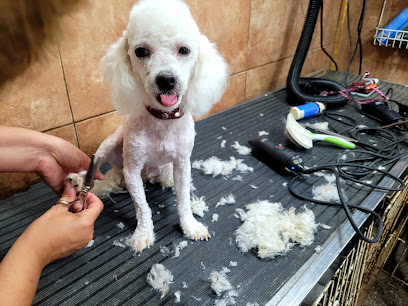 Despeinados peluqueria canina