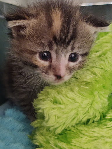 Animal Protection Organization «Charleston Animal Society», reviews and photos