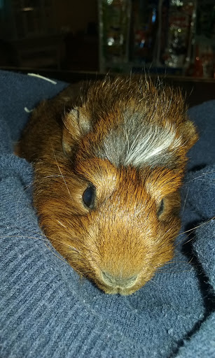 Pet Store «Pet Cove», reviews and photos, 820 E Center St, Kingsport, TN 37660, USA